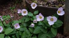 Pseudotrillium rivale