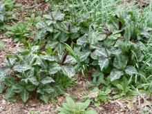 Trillium kurabayashii