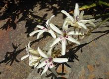 Babiana spathacea