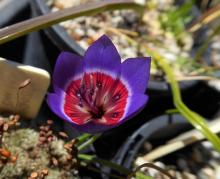 Geissorhiza radians