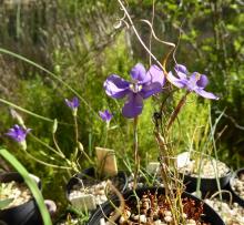 Moraea herrei