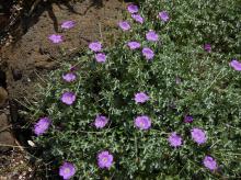 Geranium harveyii