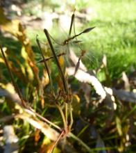 Pelargonium triste dark form in seed