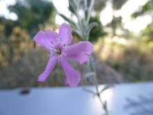 Saponaria cypria