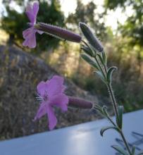 Saponaria cypria