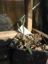 Oxytropis columbina