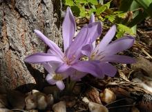 Colchicum unknown