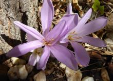 Colchicum unknown