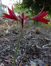 Rhodophiala bifida red seedling