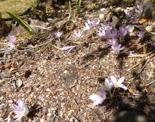 Colchicum NOT bivonae