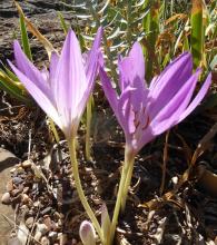 Colchicum maybe The Giant