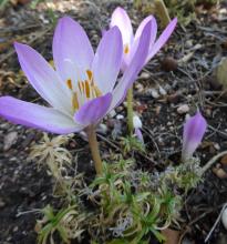 Colchicum maybe autumnale