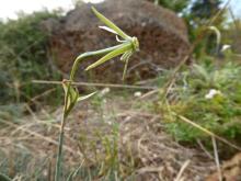 Narcissus viridiflorus