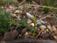 Galanthus peshmenii in bud