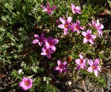 Oxalis hirta seedlings