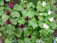 Trillium chloropetalum