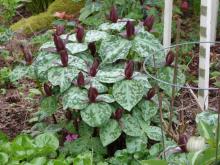 Trillium cuneatum