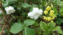 Trillium grandiflorum and Calanthe sieboldii