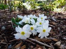 Primula 'Schneekissen'