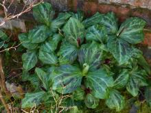 Trillium kurabayashii