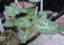 Cyclamen rhodium