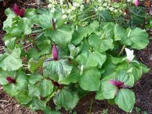 Trillium chloropetalum