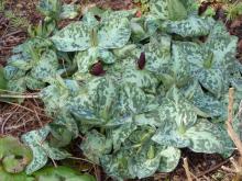 Trillium cuneatum