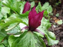 Trillium chloropetalum