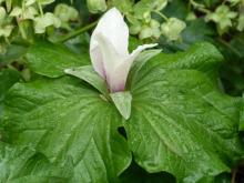 Trillium chloropetalum