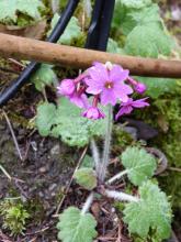 Primula kisoana