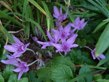 Colchicum agrippinum