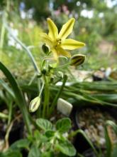 Triteleia dudleyi SRGC 2015