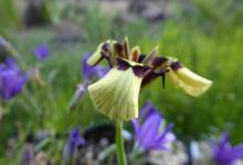 _Moraea lurida SRGC Seedex 2015