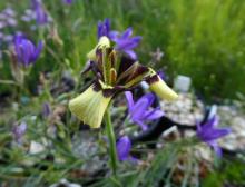 _Moraea lurida SRGC Seedex 2015