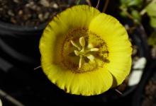 Calochortus clavatus ssp recurvifolius