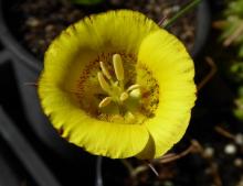 Calochortus clavatus ssp recurvifolius