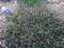 Teucrium supspinosum