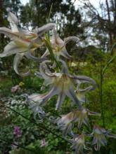 Gladiolus liliaceus