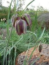 Fritillaria.messanensis.ssp.messanensis