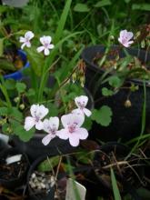 Pelargonium.Mallee.Magic