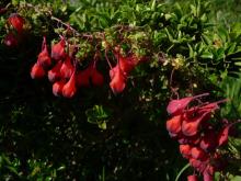 Tropaeolum tricolor