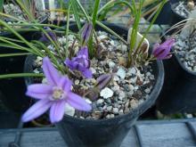 Brodiaea terrestris