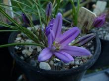 Brodiaea terrestris