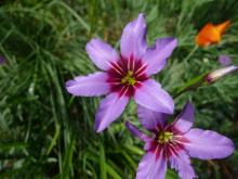 Leucocoryne purpurea hybrid