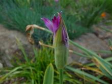 Allium peninsulare