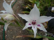 Gladiolus carneus 