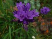 Dichelostemma multiflorum...maybe