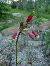 Dichelostemma ida-maia