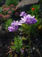 Dichelostemma pulchellum...maybe