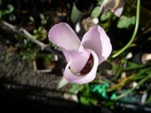 Calochortus catalinae